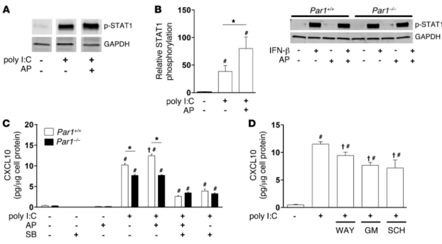 Figure 9Effect of PAR-1 activation on poly I:C activation of STAT1 and CXCL10 expression