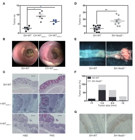 Figure 4NOD2-driven risk for colitis-associated colorectal cancer is communicable to WT host