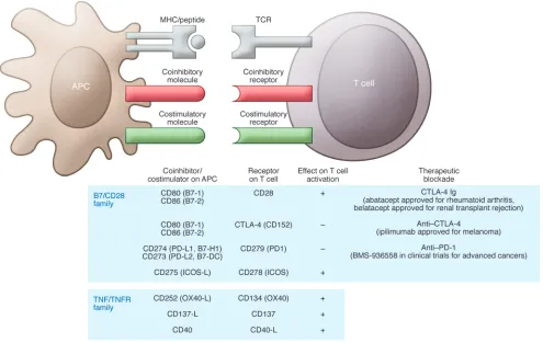Figure 2Costimulatory and coinhibitory molecules and their receptors. Costimulatory molecules, expressed on APCs, engage receptors on T cells con-