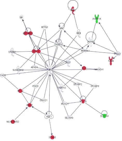 Figure 2. First top network generated by IPA showing indirect interactions between WS and music related genes