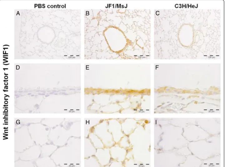 Fig. 2 Localization of Wnt inhibitor factor 1 (WIF1) protein in the lungs of four weeks old female C3H/HeJ and JF1/MsJ mice (n = 5)