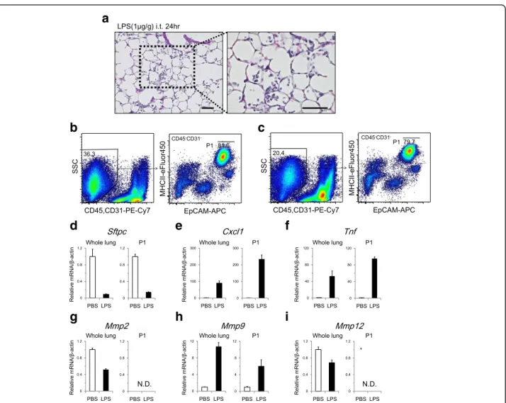 Fig. 5 AT2 cell isolation in an LPS-induced lung injury model. a Hematoxylin and eosin staining of the lung at 24 h after intratracheal instillation of LPS (1 μg/g body weight)