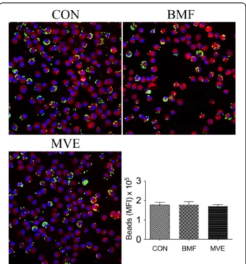 Figure 6 (a, b) shows that the Lm values in the lungs of rats exposed to BMF and MVE for 4 weeks did not differ from those of rats exposed to clean air