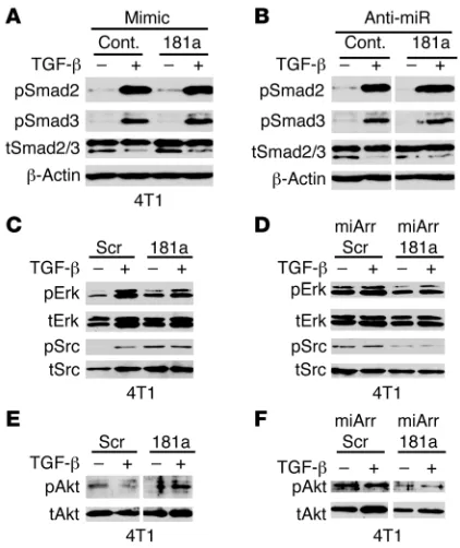 Figure 4miR-181a expression enhances Erk1/2, Akt, and Src signaling in breast cancer cells