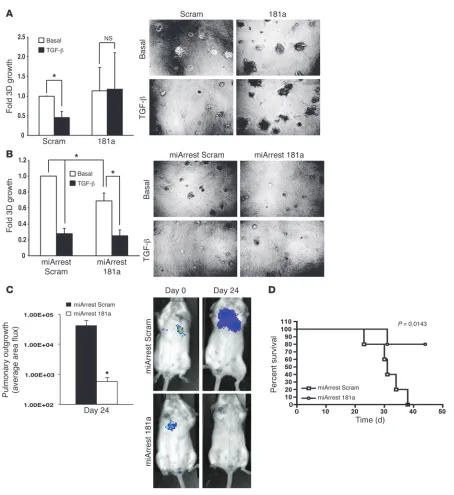 Figure 6Inhibition of miR-181a abrogates pulmonary tumor outgrowth and increases survival in mice
