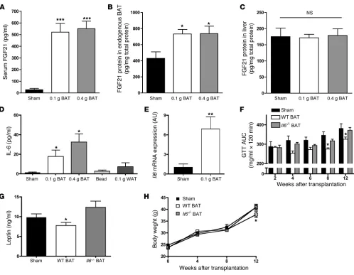 Figure 4BAT transplantation increases circulating IL-6 and FGF21 concentrations, and Il6–/– mice do not show beneficial effects of BAT transplantation
