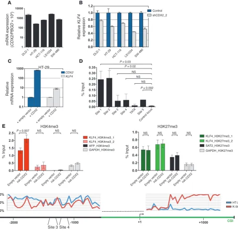Figure 8Relationship between CDX2 and KLF4 expression and analysis of the of CRC cell lines