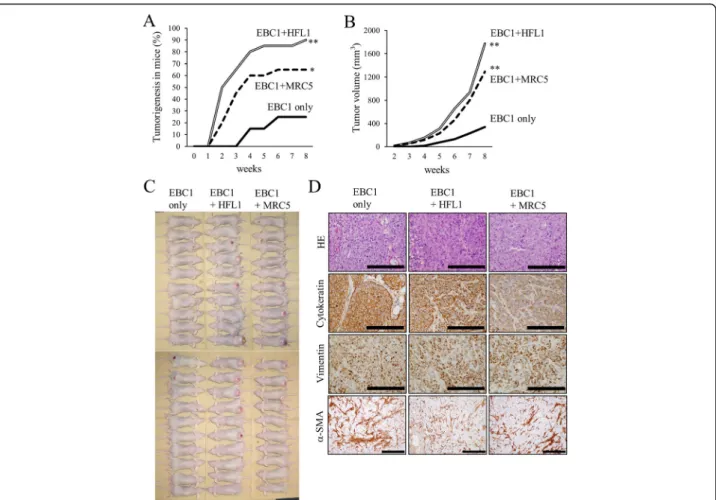 Fig. 1 Lung fibroblasts enhance tumorigenicity in mice. a Tumorigenicity in BALB/c- nu mice after subcutaneous inoculation with 10 5 EBC1 cells with or without 10 5 FHL1 or MRC5 cells