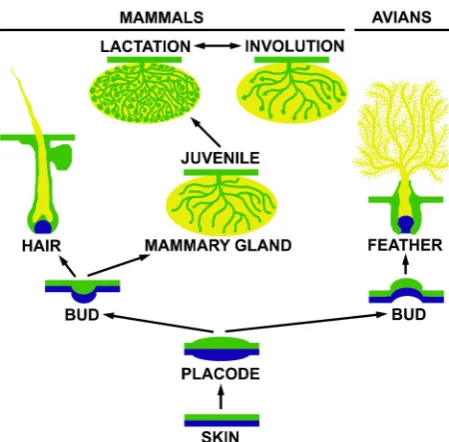 Figure 2.9: Development of hair, mammary gland and feather from skin. Epithelial cells are shown in green and mesodermal cells in blue