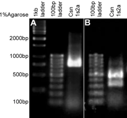 Table 3.3: T7/T3 RNA antisense or sense strand reverse transcription reaction using the DIG or Bio RNA labeling Mix, Roche