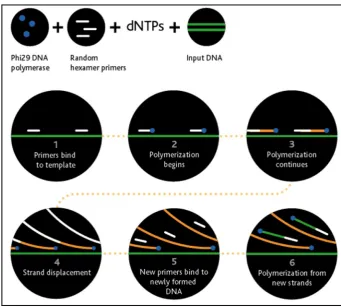Figure 3.11: Overview of the GenomiPhi V2 DNA amplification (from GE Healthcare) 