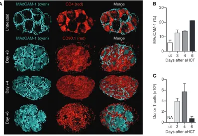 Figure 4Visualizing and quantifying cellular changes after allo-HCT in 3D. Bone marrow together with CD90.1