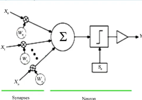 Figure 1. Biological neuron model.                                           