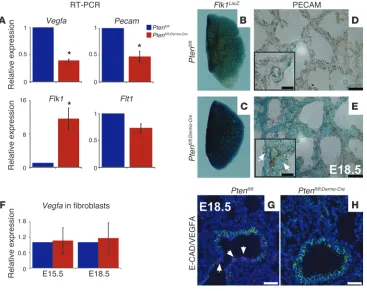 Figure 3Defect in angioblast differentiation in 