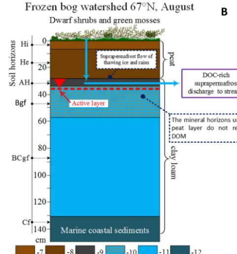 Figure 6. Scheme of DOC pathways within the soil proﬁle andto the river. (a) In forest watershed of the south, permafrost-freezone (57◦ N)