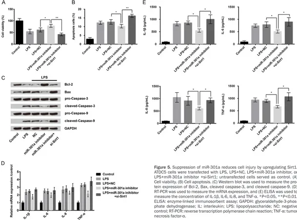 Figure 5. Suppression of miR-301a reduces cell injury by upregulating Sirt1. ATDC5 cells were transfected with LPS, LPS+NC, LPS+miR-301a inhibitor, or LPS+miR-301a inhibitor +si-Sirt1; untransfected cells served as control