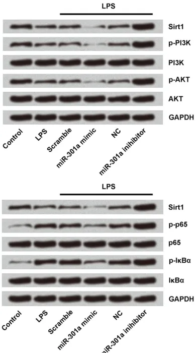 Figure 6. Suppression of miR-301a activates PI3K/fected with LPS, LPS+ scramble, LPS+miR-301a mimic, LPS+NC, or LPS+miR-301a inhibitor; untrans-fected cells served as control