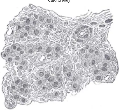 Figure 2. Section of part of human glomus caroticum, highly magnified. Numerous blood vessels are seen in section among the gland cells [1]