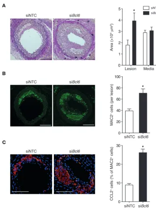 Figure 10Role of BCL6 in miR-155–mediated atherosclerosis. Partially ligated carotid arteries from nApoe–/– mice harboring Mir155–/– BM were perivascularly treated with Bcl6 siRNA or non-targeting control siRNA