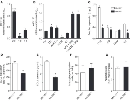 Figure 4Role of miR-155 in atherogenic macrophage activation. (Mir155IFN-A) miR-155 expression by quantitative RT-PCR in murine BM cells cultured in L929-con-ditioned medium to induce macrophage differentiation