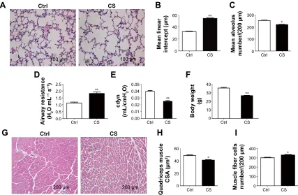 Figure 1 Cs-exposed mice develop the hallmarks of COPD and skeletal muscle atrophy.Notes: (A) lung sections of the Cs-group and control mice stained with h&e