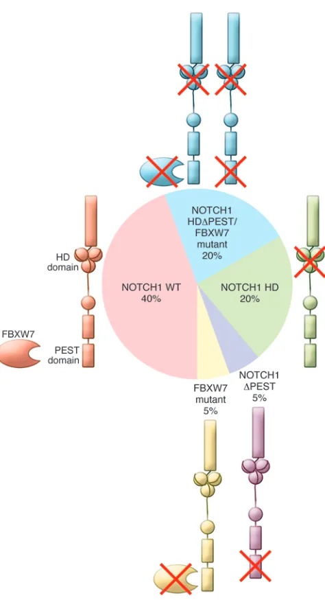 Figure 2Prevalence and mechanisms of aberrant NOTCH1 signaling in T-ALL 