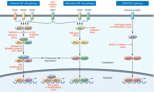 Figure 2NF-B and JAK/STAT activity in HRS cells. In the canonical NF-