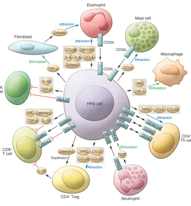 Figure 3Cellular interactions in the HL microenvironment. HRS cells orchestrate the infiltration and activation of multiple cell types into the lymphoma 