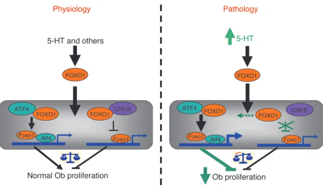Figure 8Model illustrating the mechanism of serotonin/FOXO1 interaction in osteoblasts