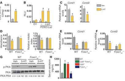 Figure 2Serotonin suppresses osteoblast proliferation through FOXO1. (