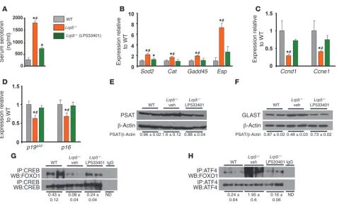 Figure 5Differential regulation of FOXO1 interactions with ATF4 and CREB by serotonin