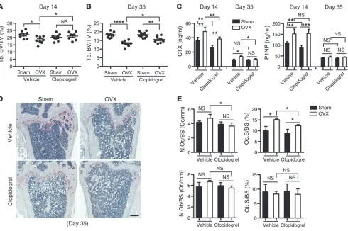 Figure 8P2RY12 antagonism partially protected mice from OVX-induced bone loss. 14-week-old WT C57BL/6 mice underwent OVX (