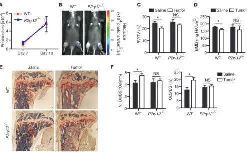 Figure 5Genetic inhibition of P2RY12 protected mice from tumor-associated bone loss. (left leg) were injected directly into the tibia (A and B) 1 × 104 B16-FL tumor cells (right leg) or PBS (control, n = 6 per group)