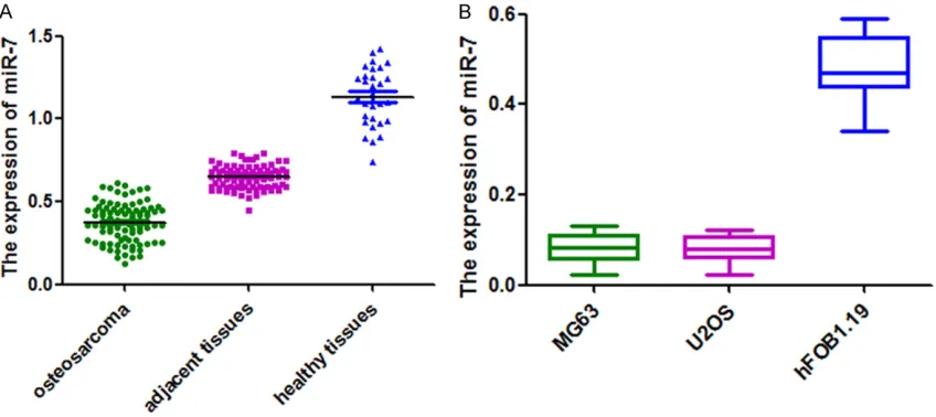 Figure 1. Expression of miR-7 in osteosarcoma tissues and cell lines. A. The expression of miR-7 in osteosarcoma tissues, adjacent tissues and healthy tissues