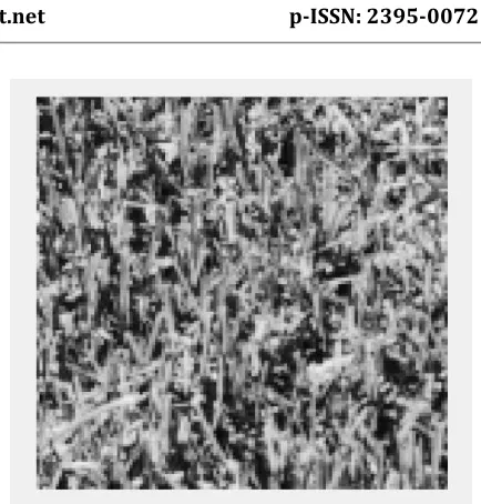 Figure 1(b): Results corresponding to the Query Image of Rose  
