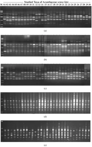 Table 3. The obtained cladogram (Figure 2) showed two series, the second one had two subseries, one of them divided into two clusters, each one divided into two groups