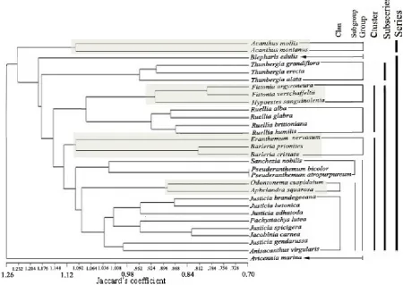 Figure 2. UPGMA dendrogram based on 173 morphological and molecular attributes of the studied taxa of Acanthacea sen-so lato