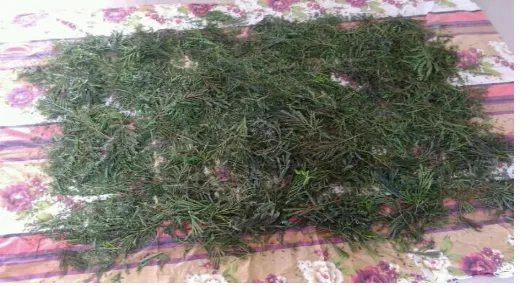 Fig -3: Drying of Leucaena-leucocephala de wit leaves. 