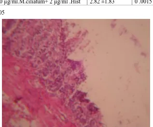 Figure 1: Photomicrograph showed mucosal sloughing with mucous necrosis and mild leukocyte infiltration,of rat treated with ethanolic HCl at a  dose 1.66ml/kg (H&E satin), X100
