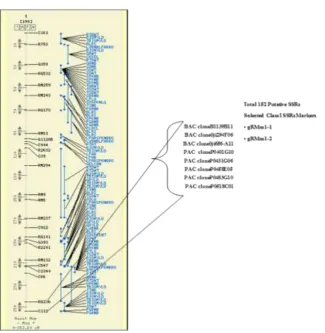 Figure 5 Map position of QTL qFE-1 on Ch # 1 along with co-localized putative SSRs markers identified