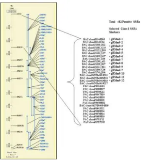Figure 6 Map position of QTL q FE-9 on Ch #9 along with co-localized putative SSRs markers identified
