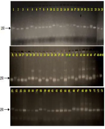 Figure 1 SSR profile of 71 rice lines derived from a cross between Swarna and Moroberekan using gRMm7-3 showing polymorphism (P1-Swarna, P2-Moroberekan; 1 to 73 mapping population)