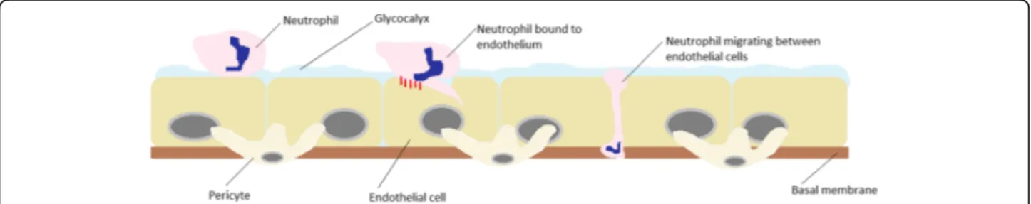 Fig. 1 Transendothelial migration (paracellular): Neutrophil passing along the endothelium before binding to an endothelial cell via adhesion molecules (eg MAC-1)