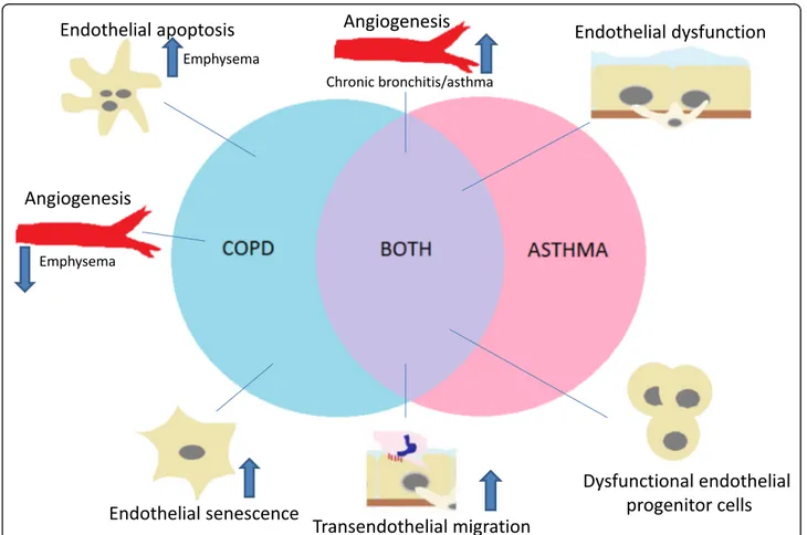 Fig. 2 Different endothelial mechanisms important in COPD and asthma pathogenesis