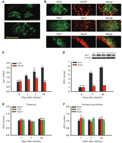 Figure 2IDO1 expression in the hippocampus. (A) IDO1 immunoreactivity was detected in the hippocampus