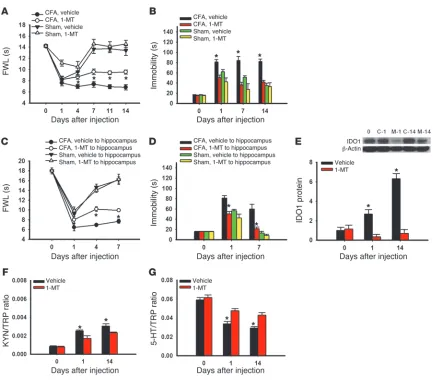 Figure 5Effect of IDO1 inhibition on behavioral changes. (5-HT/TRP ratio (A) Intraperitoneal injection of the IDO1 inhibitor 1-MT (10 mg/d), given twice daily for 14 con-secutive days beginning immediately after the CFA injection, attenuated mechanical all