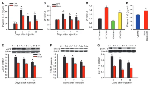 Figure 7Role of IL-6 in the hippocampal JAK/STAT pathway. (CFA-induced arthritis (Western blot analysis)