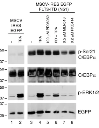 Figure 1FLT3ITD can induce phosphorylation of C/EBP