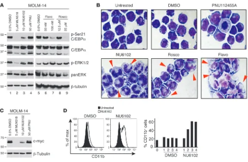 Figure 4Granulocytic differentiation of FLT3ITD cells after CDK1 inhibition. (A) Inhibition of CDK1 but not CDK2/CDK5 leads to hypophosphorylation of C/EBPα on serine 21