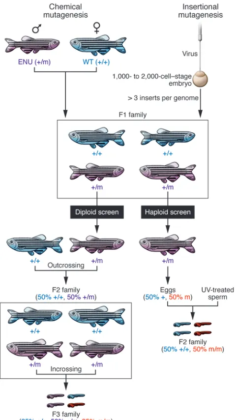Figure 2Forward genetics approaches to generate zebrafish disease models. 